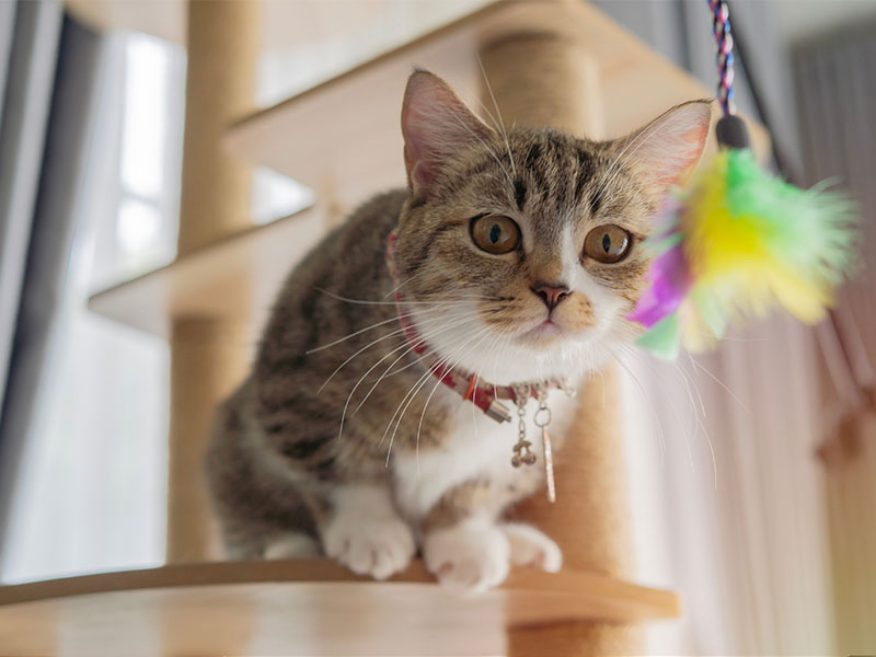 Why Male and Female Cats Need Different Supplements