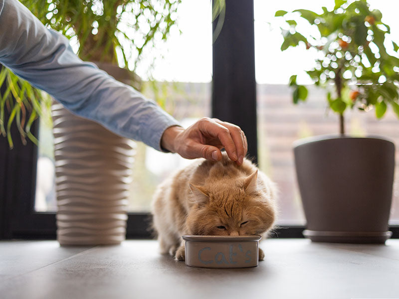 How to Increase Red Blood Cells in Cats?